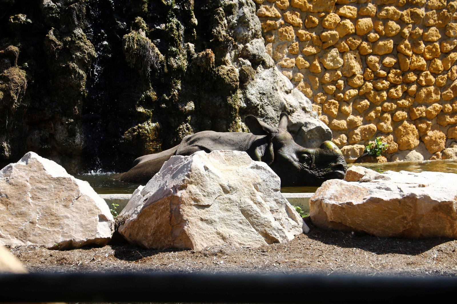 Así es Manas, el rinoceronte indio del Zoo de Córdoba