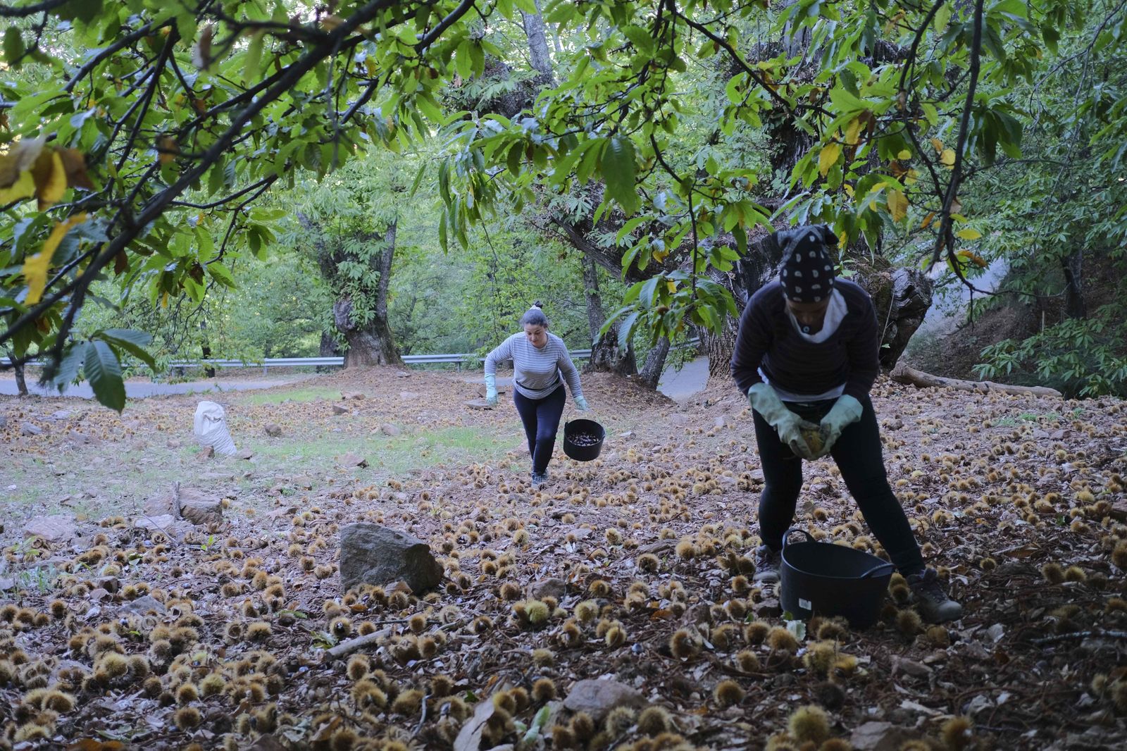 Cuadrillas en la recogida de castañas en el Valle del Genal