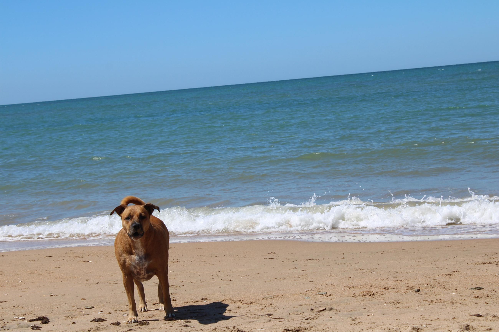 Uno de los perros que disfrutan de la playa canina de Rota.
