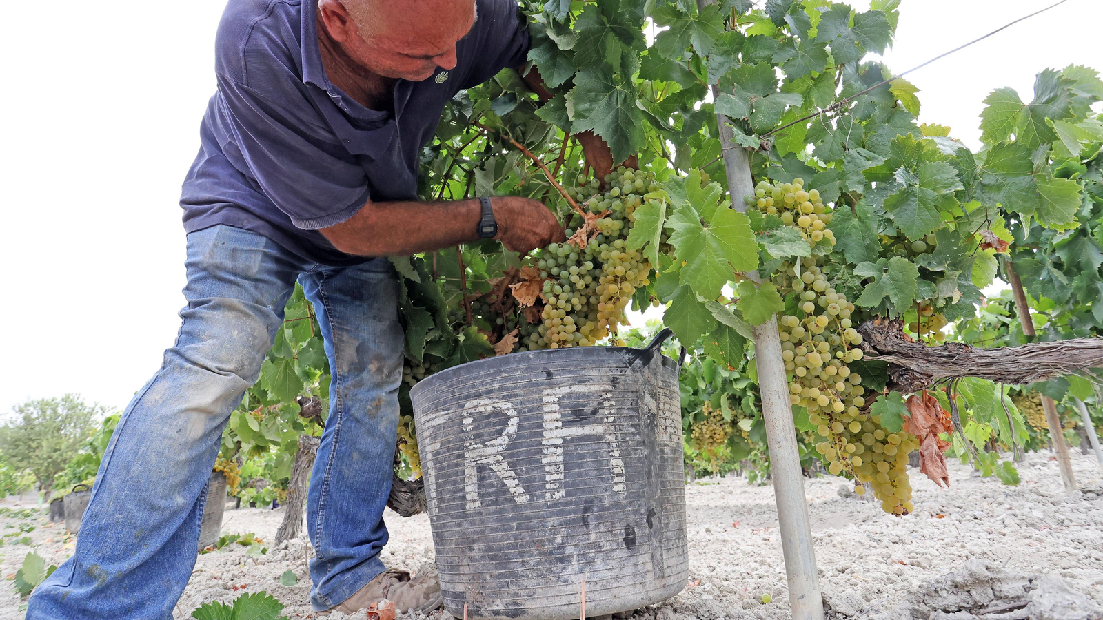 Vendimia a mano en Viña el Candelero en Jerez