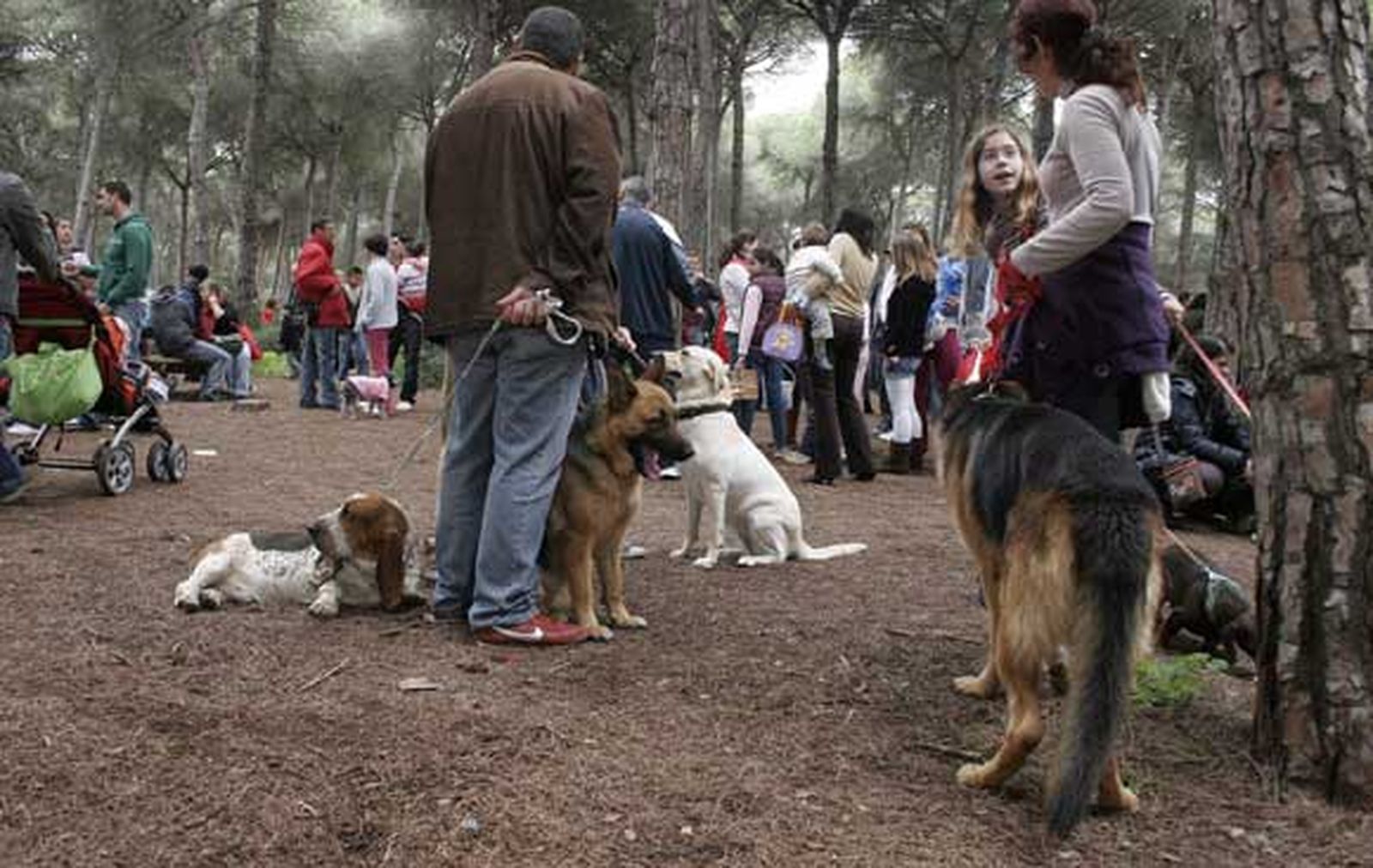 Imagen de la celebración del día de San Antón en el Puerto de Santa María

Foto: A.Mora