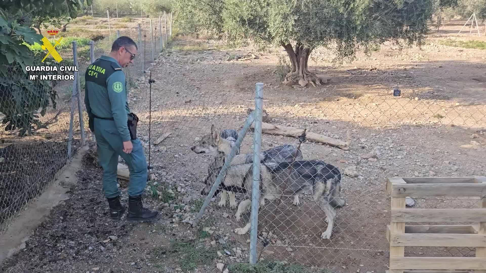 Cuatro lobos como mascotas