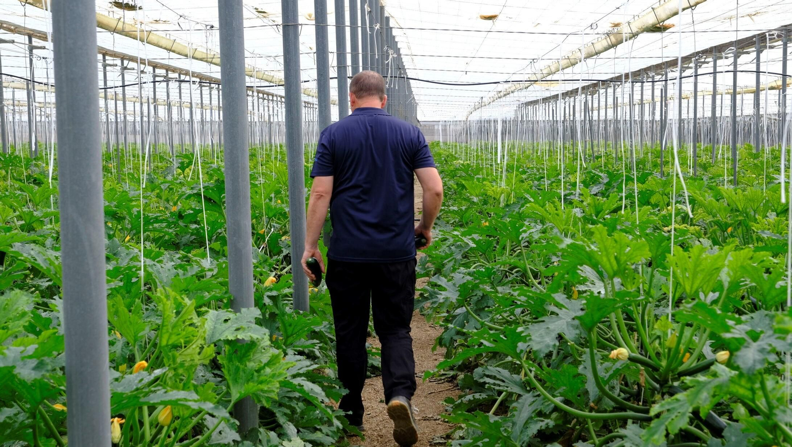 Un agricultor almeriense pasea en su invernadero de calabacines.