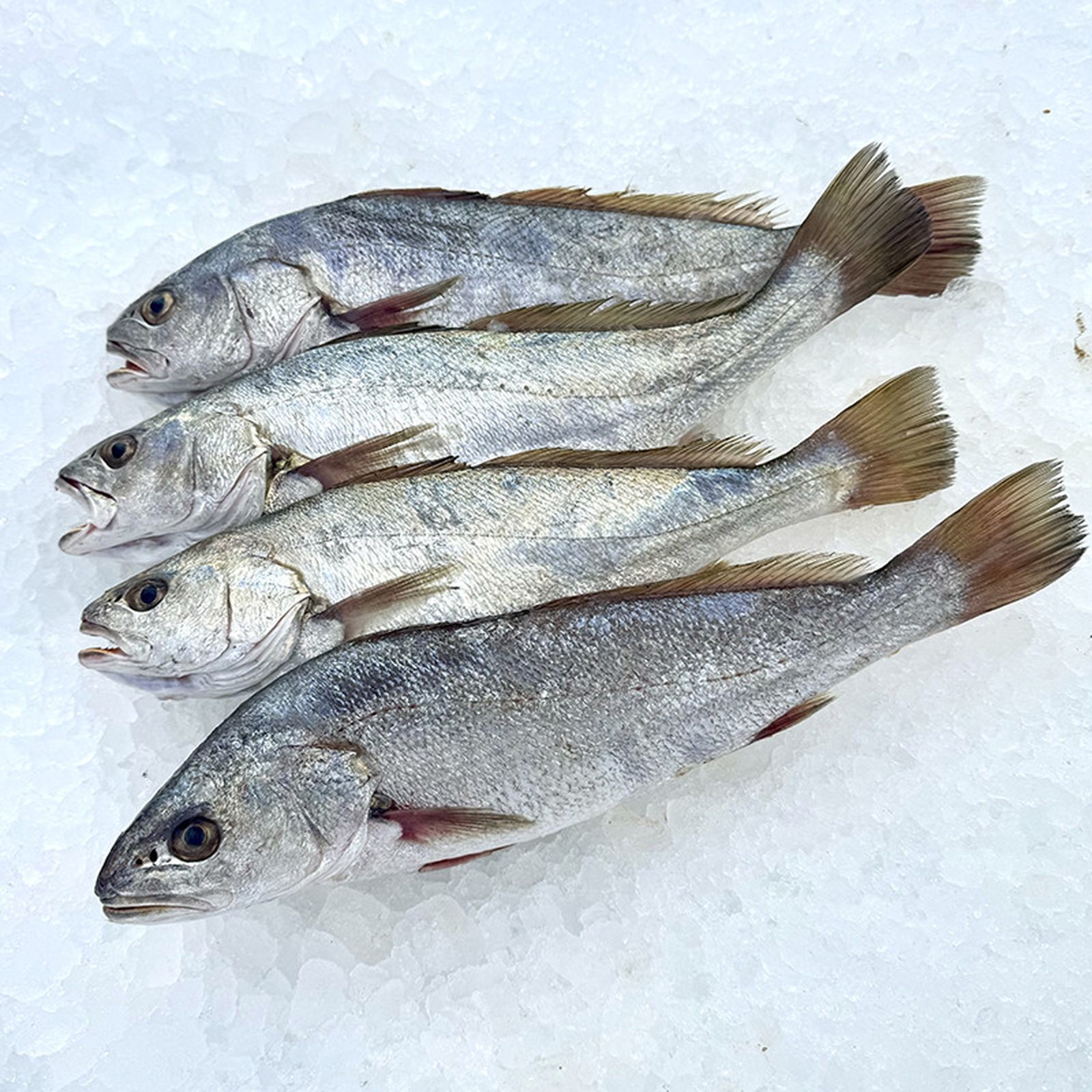 La línea lateral y las atletas dorsales son características de esta especie.