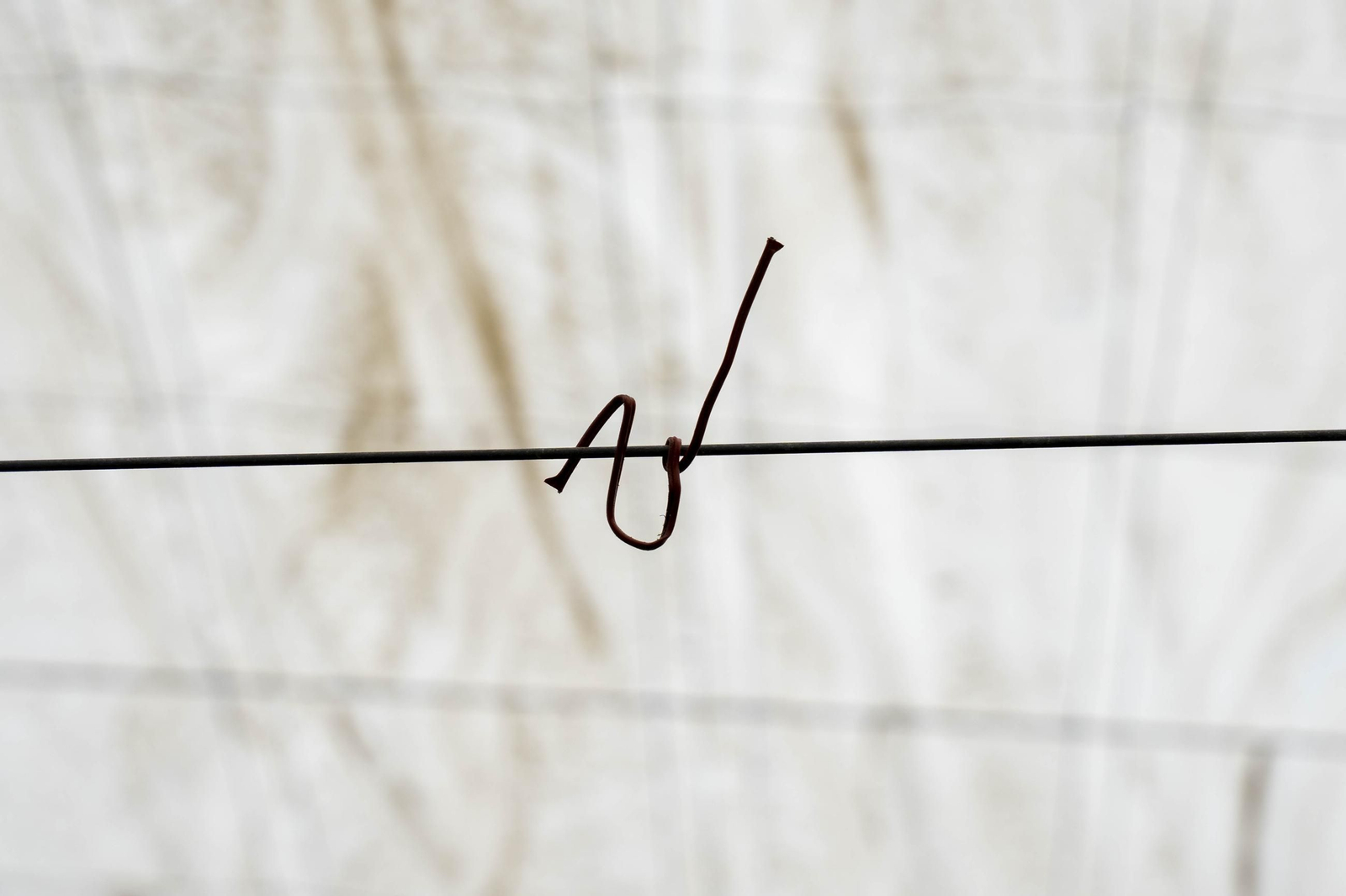 Las imágenes de la suelta de bichos depredadores para la lucha biológica en invernadero por Agrobio