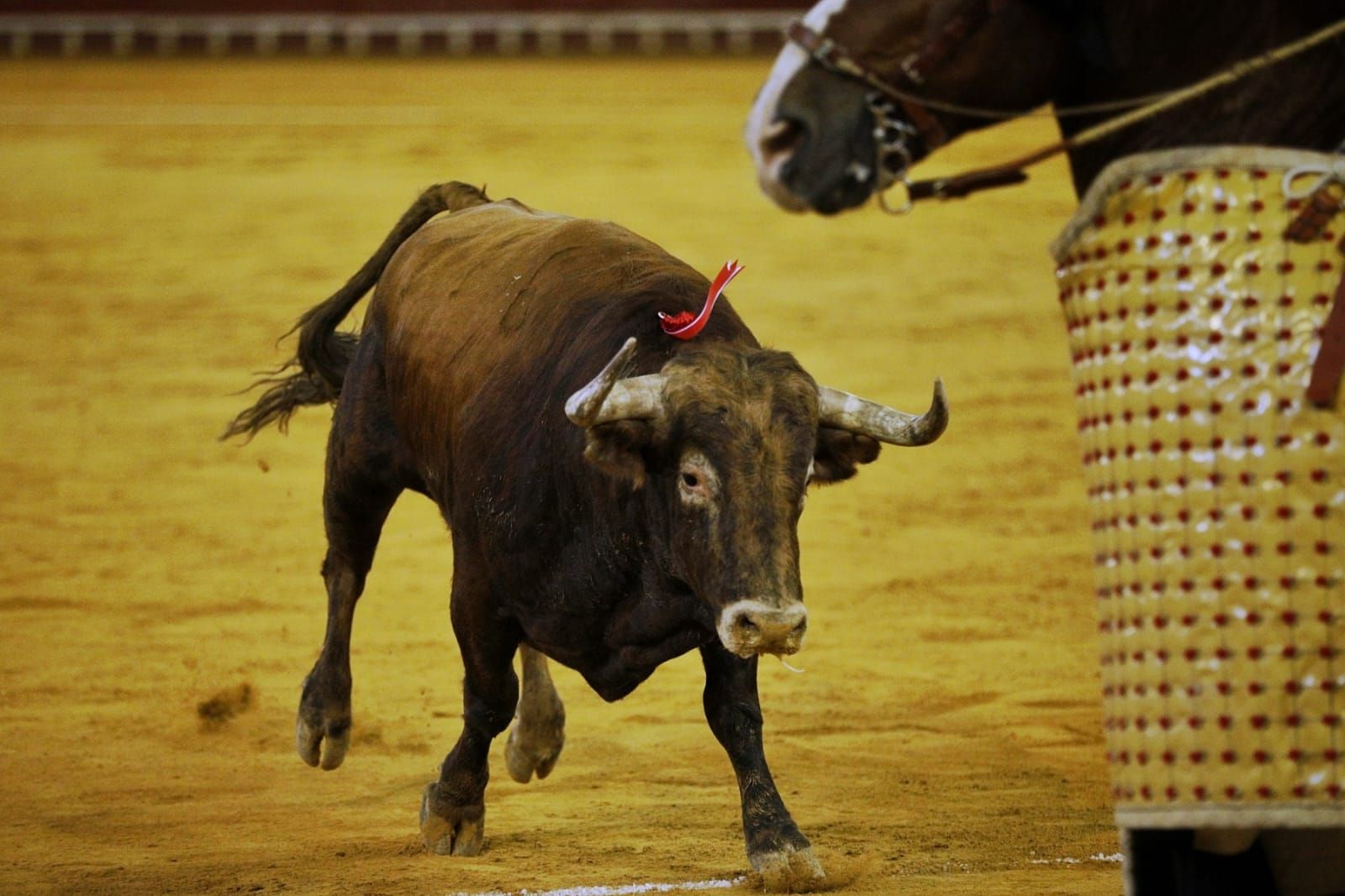 Imágenes de la despedida de Enrique Ponce en la plaza de toros de El Puerto