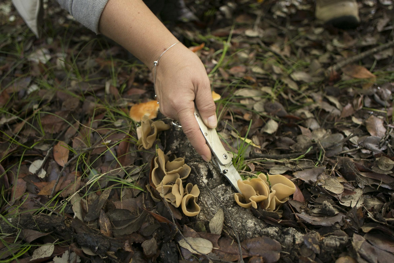 La Serranía de Ronda, joya de la micología