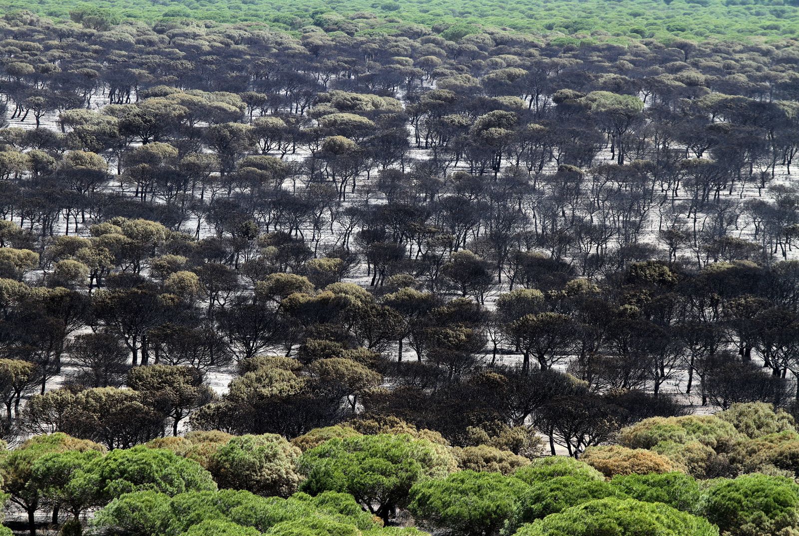 Imágenes de las consecuencias del incendio de Moguer