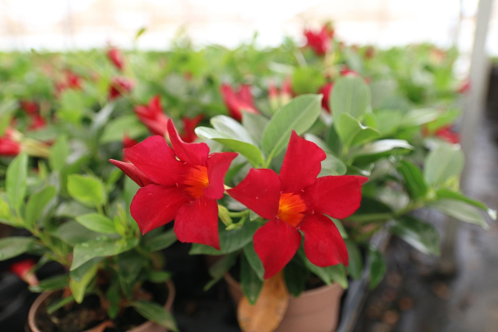 Imágenes de la venta de planta planta ornamental y flor cortada de Vícar