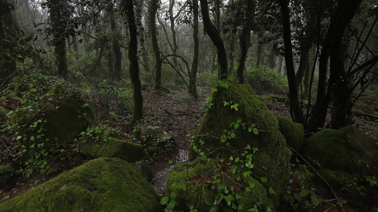 El Bosque de la Niebla