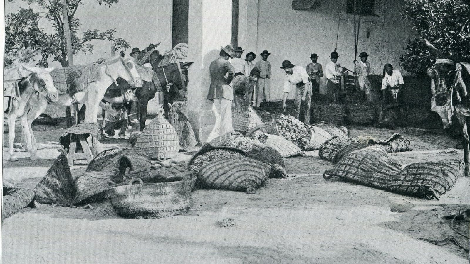 Venta y peso de la uva en una bodega jerezana.
