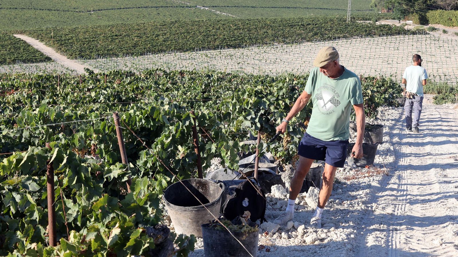 Vendimia a mano en la Viña El Caribe en Jerez