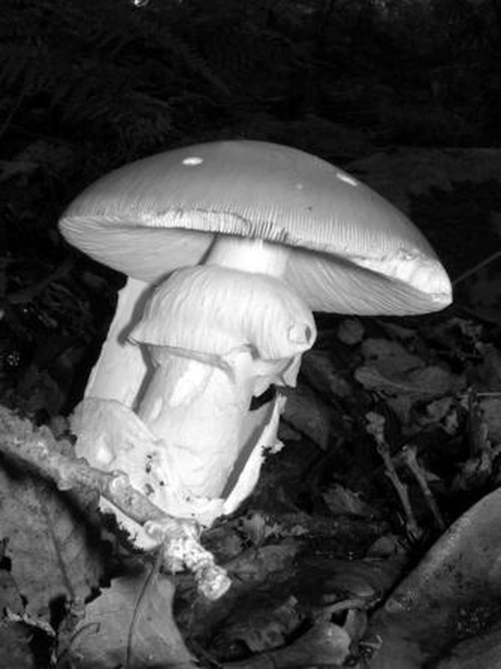 FOTOS: Domingo Mariscal