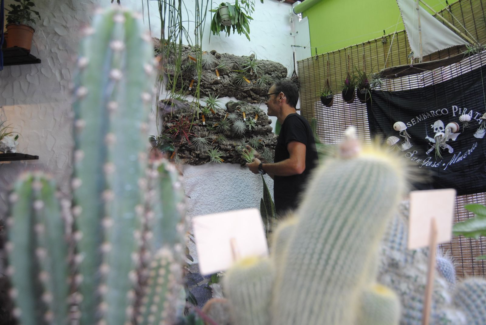 Entre cactus y plantas aéreas