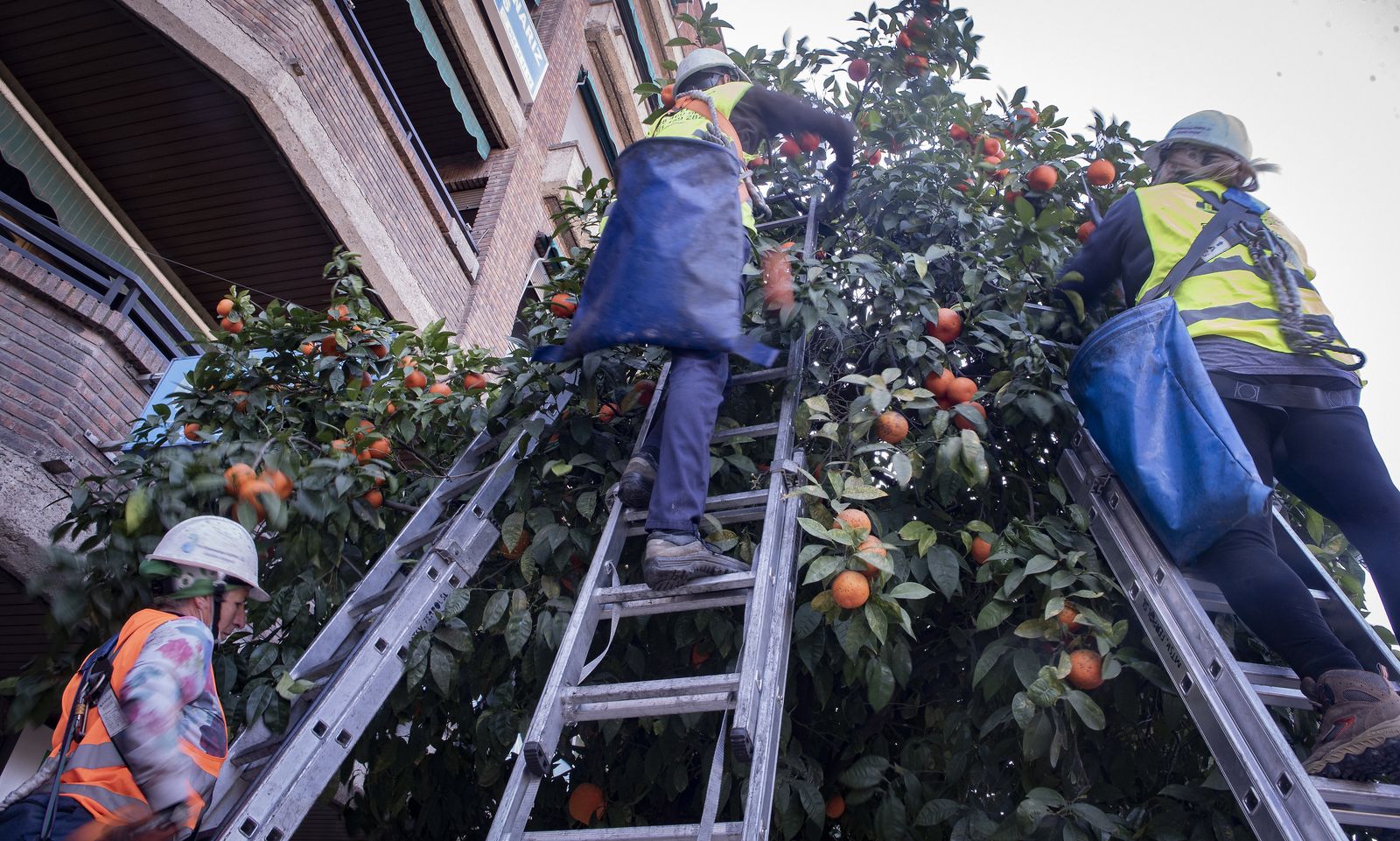 La recogida de naranja amarga en Sevilla