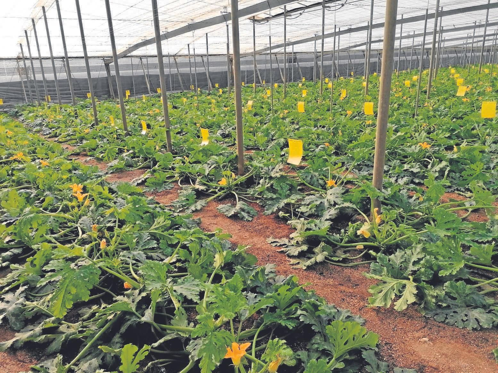 Un cultivo bajo plástico en la provincia, que puso todas las medidas para evitar la infección.