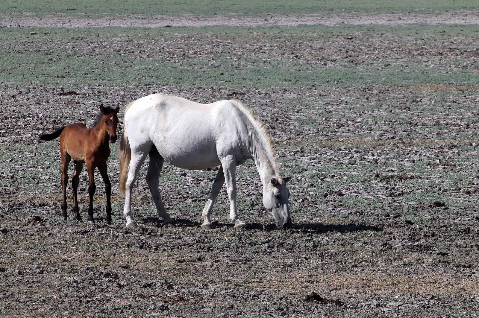 La marisma junto a la ermita de El Rocío seca, en imágenes