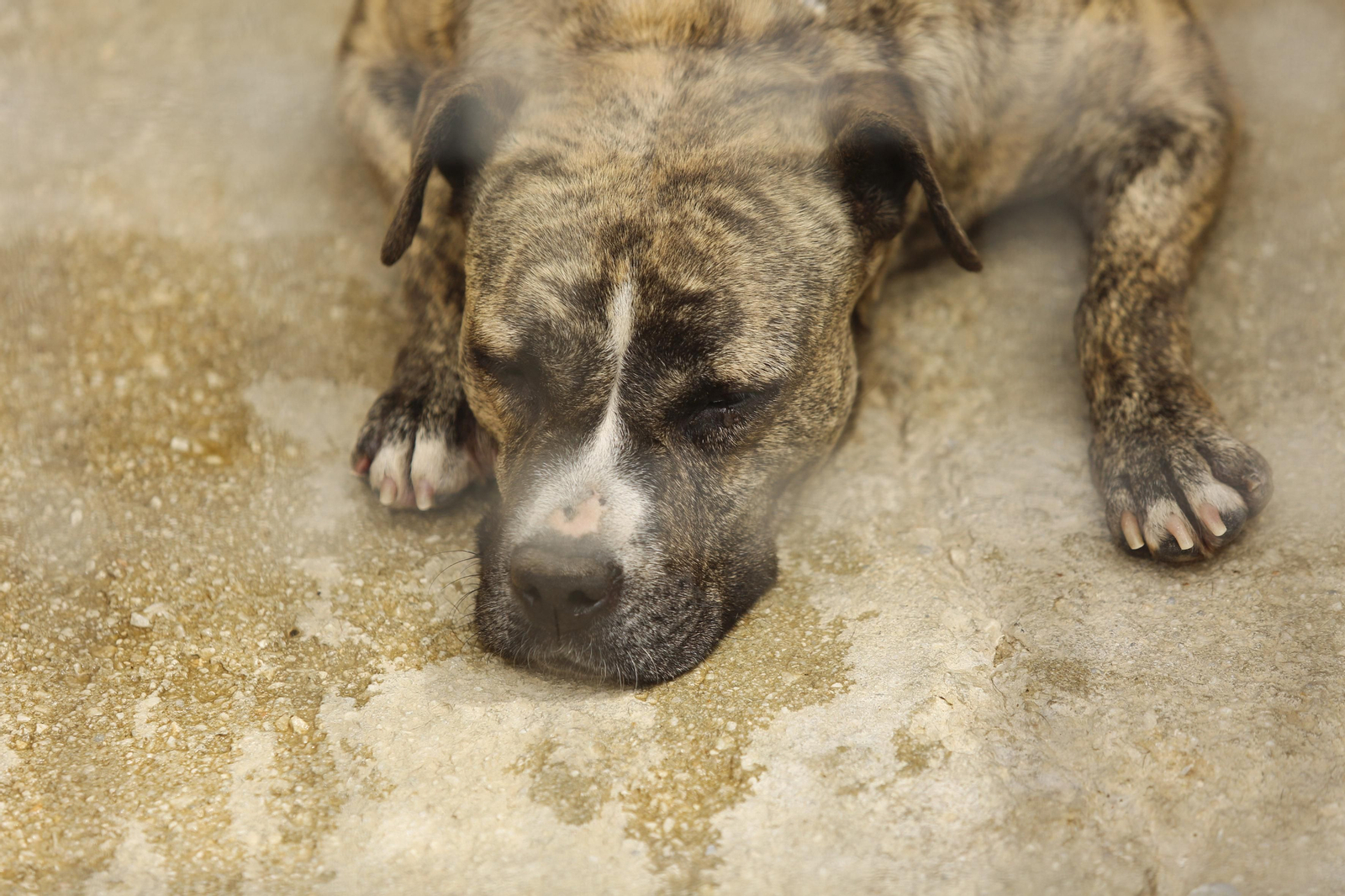 Las fotos de los animales de la Protectora de Málaga Las fotos de los animales de la Protectora de Málaga