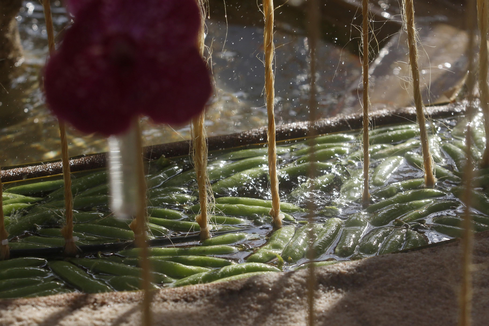 El Festival Internacional de las Flores, Flora, en fotografías