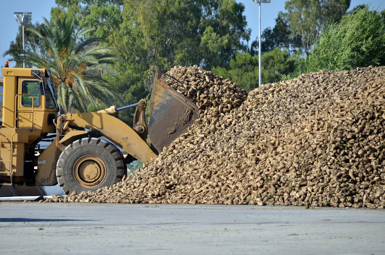 Recepción de remolacha para su molturación en la azucarera de Jerez en una imagen de archivo. Recepción de remolacha para su molturación en la azucarera de Jerez en una imagen de archivo.