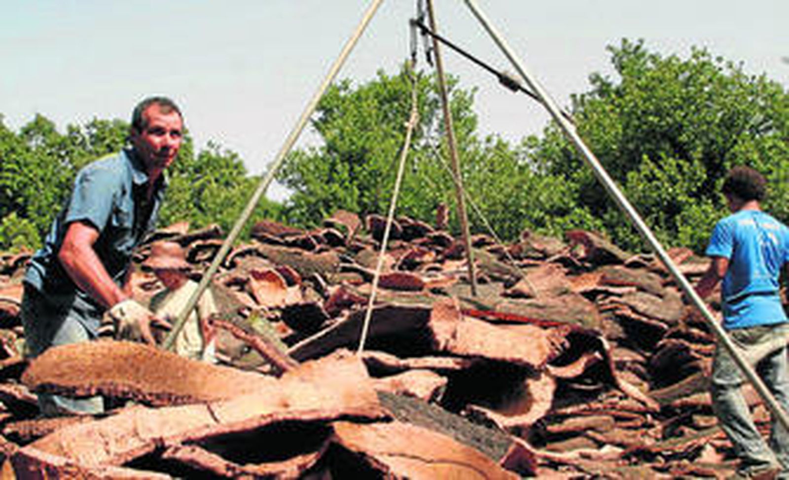 Un corchero pesa en la romana las pilas de material recolectado en Los Alcornocales, en imagen de archivo.