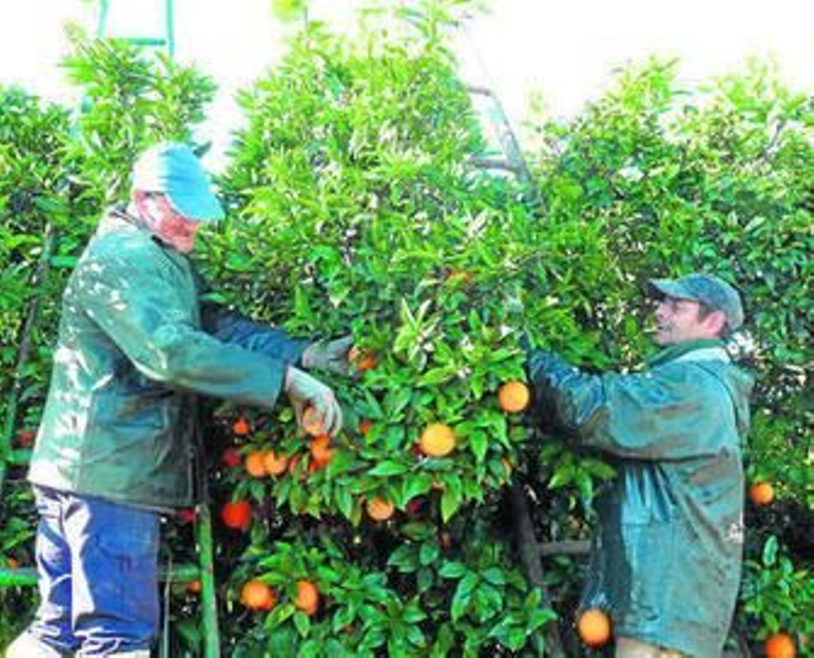 Dos jornaleros en la campaña de recogida de la naranja.