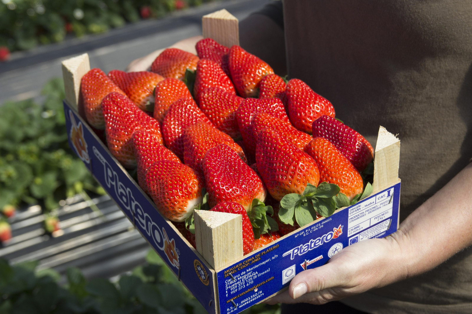 Caja de fresas.