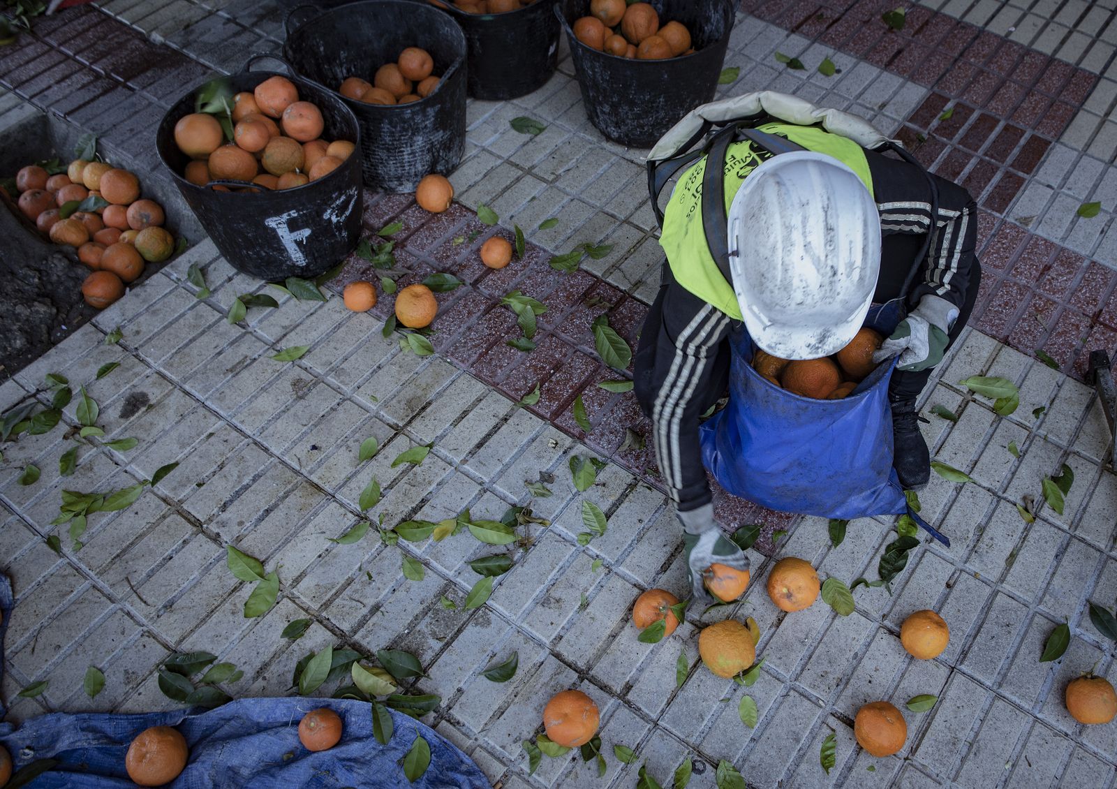 La recogida de naranja amarga en Sevilla
