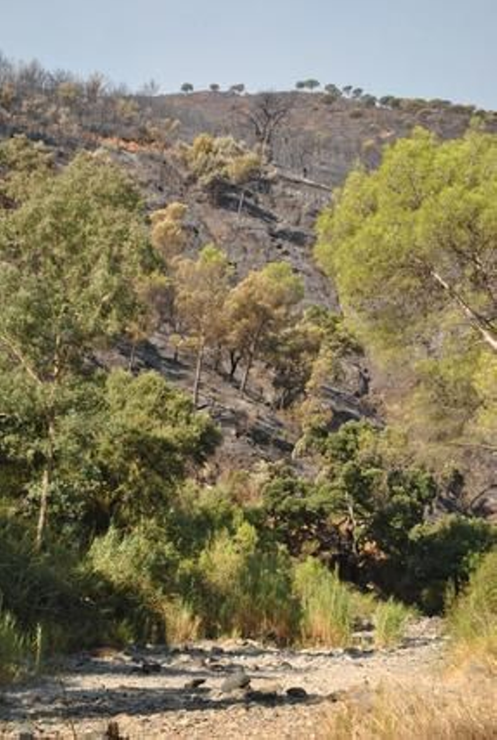 El incendio forestal, en imágenes