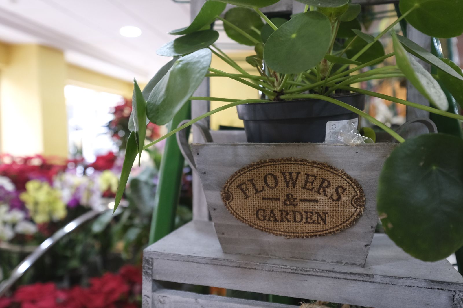 Fotogalería Floristería Suministros Tripiana