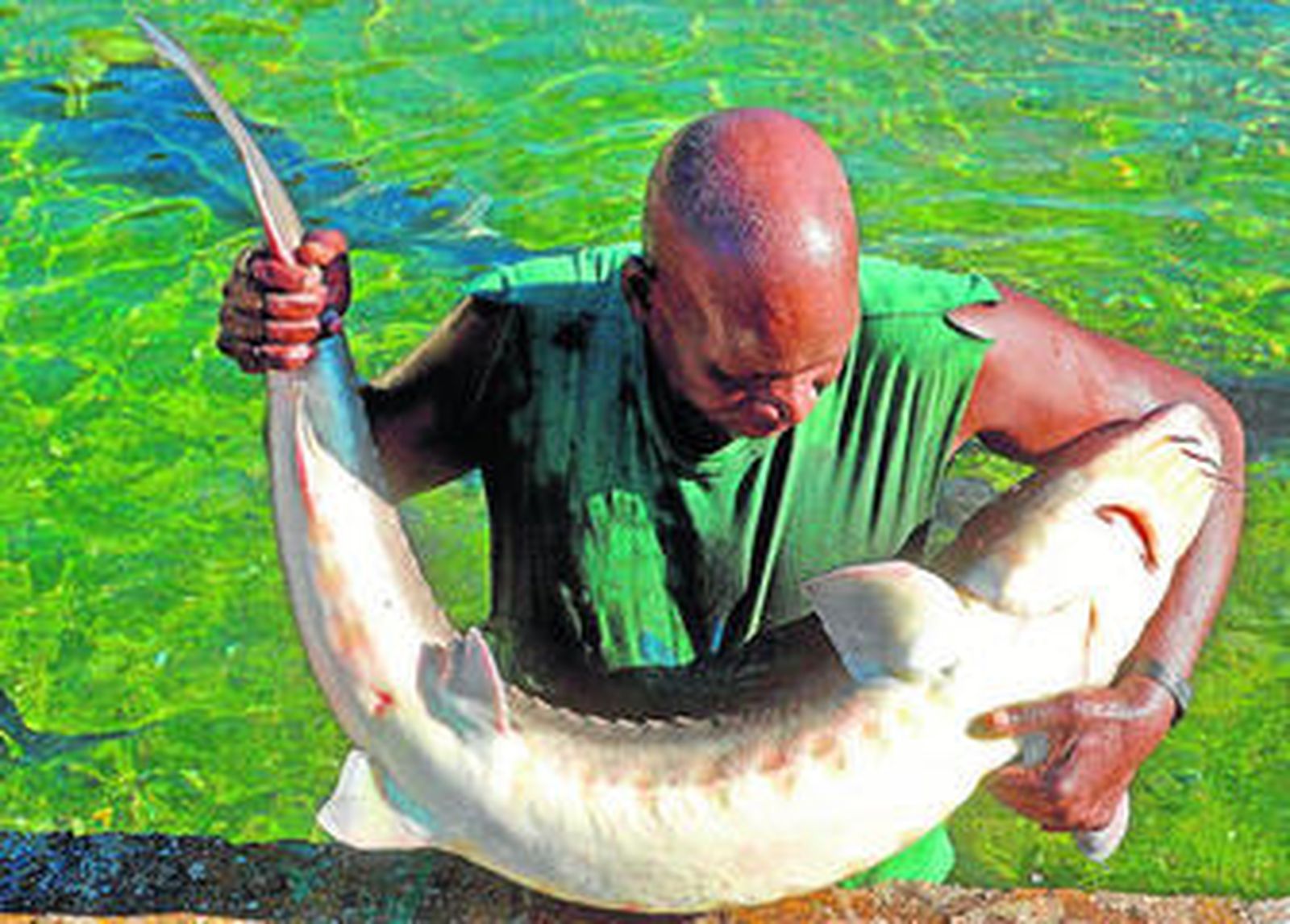 Un empleado muestra un ejemplar de esturión de la piscifactoría Sierra Nevada, en Riofrío.