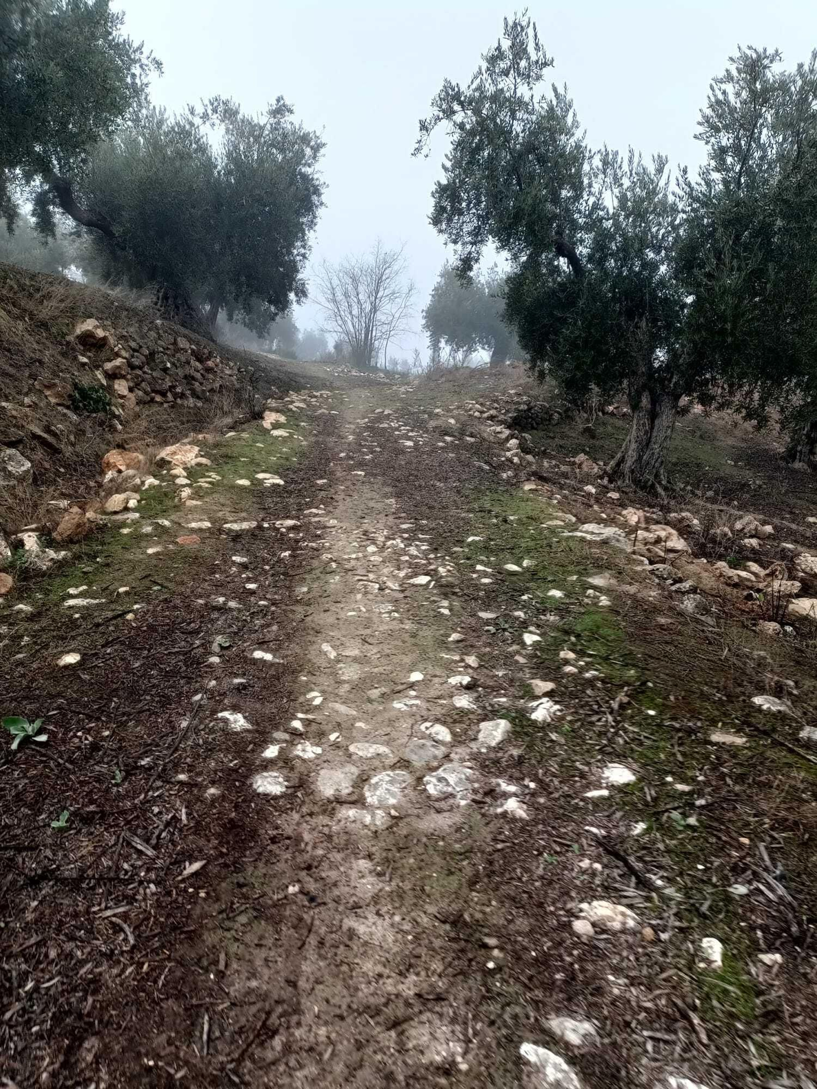 Uno de los senderos del camino andaluz. Uno de los senderos del camino andaluz.