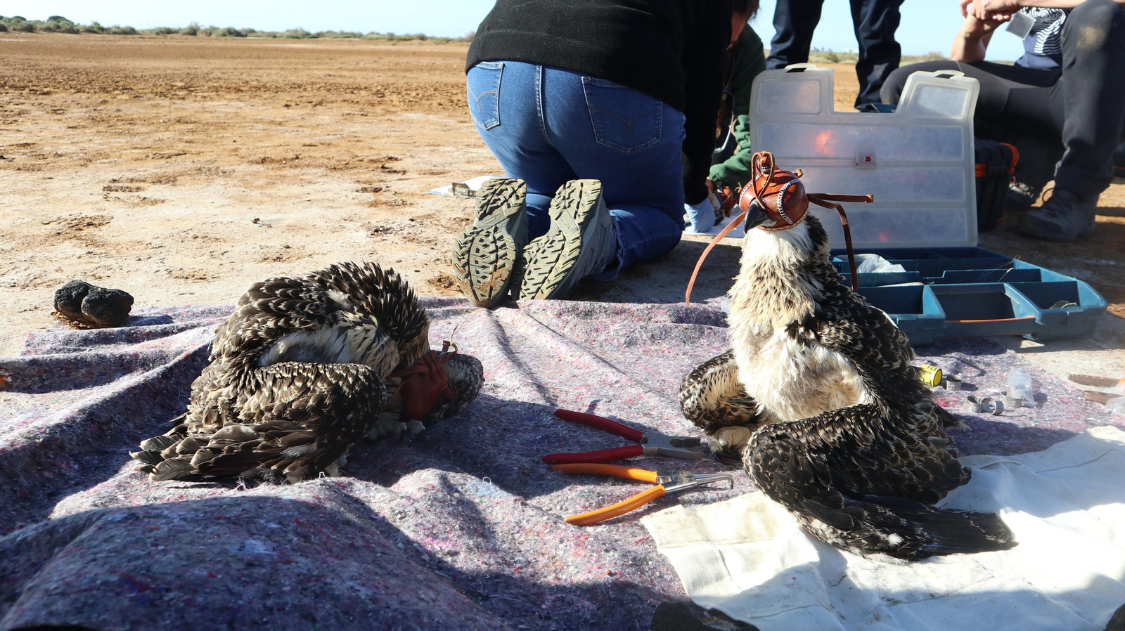 Anillamiento de tres pollos de águila pescadora nacidas en el Paraje Natural Marismas del Odiel
