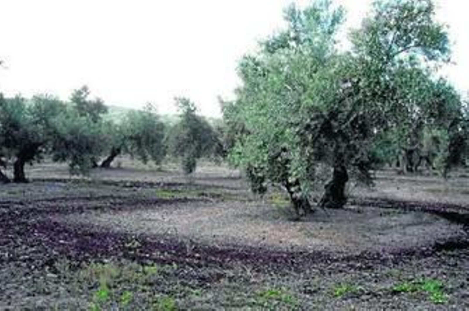 El abono basado en el alperujo mejora el rendimiento del olivar