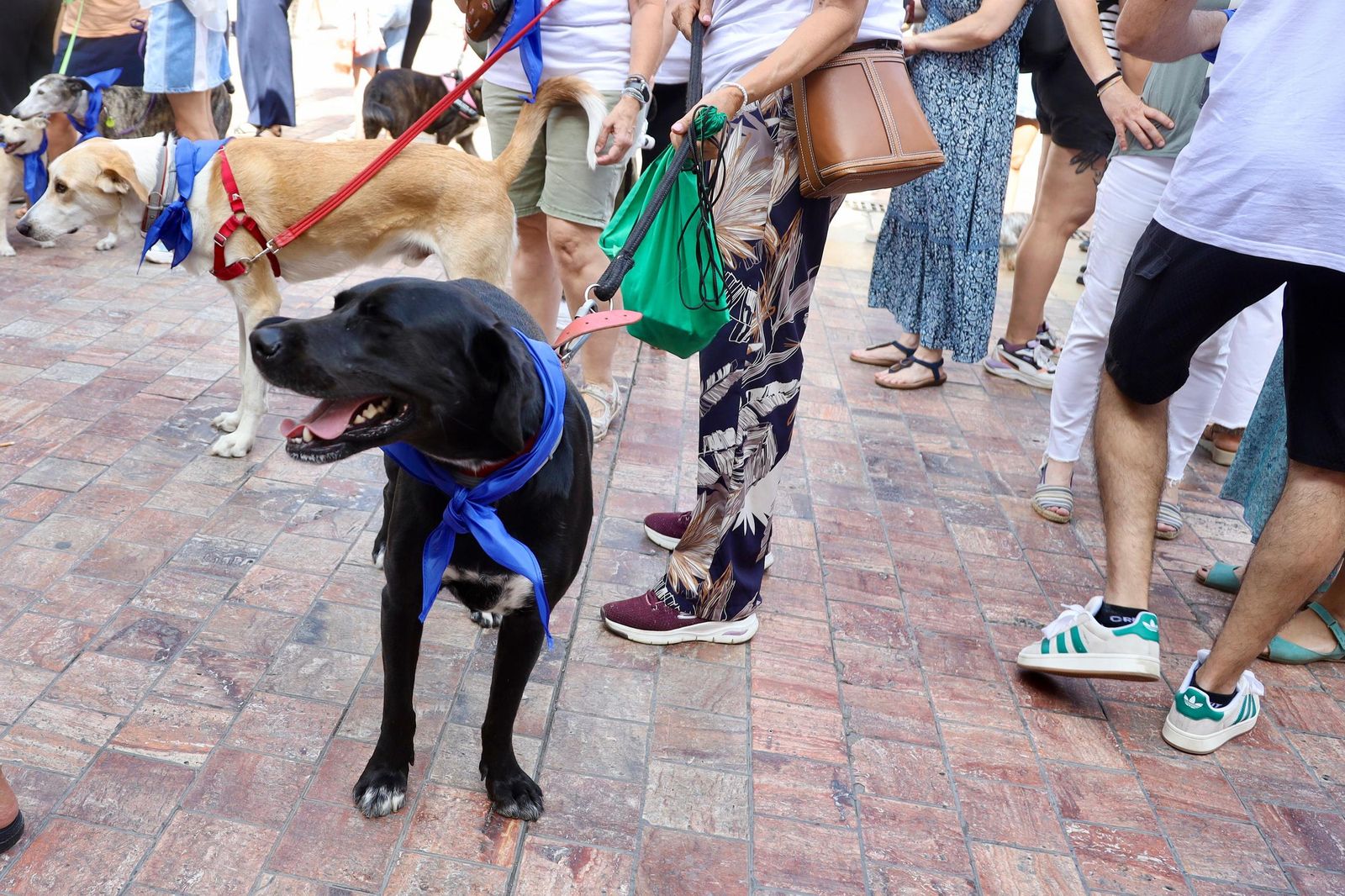 Veterinarios y dueños de mascotas toman calle Larios contra la restricción del uso de medicamentos, en imágenes