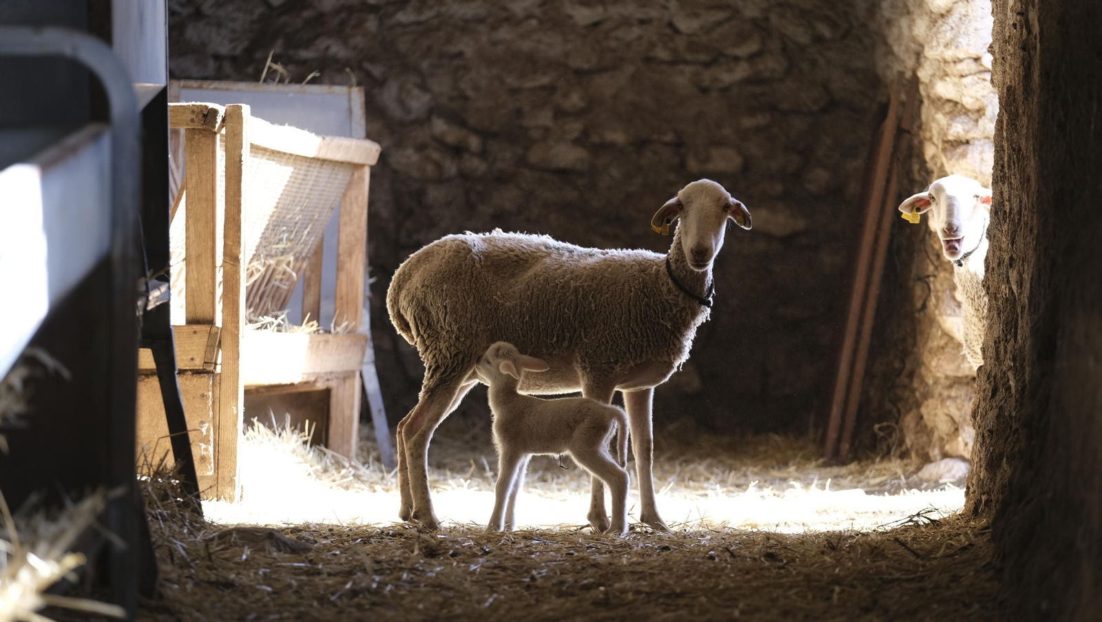 Fotogalería de la ganadería tradicional de Vélez Rubio, las imágenes más tiernas de los corderos recién nacidos