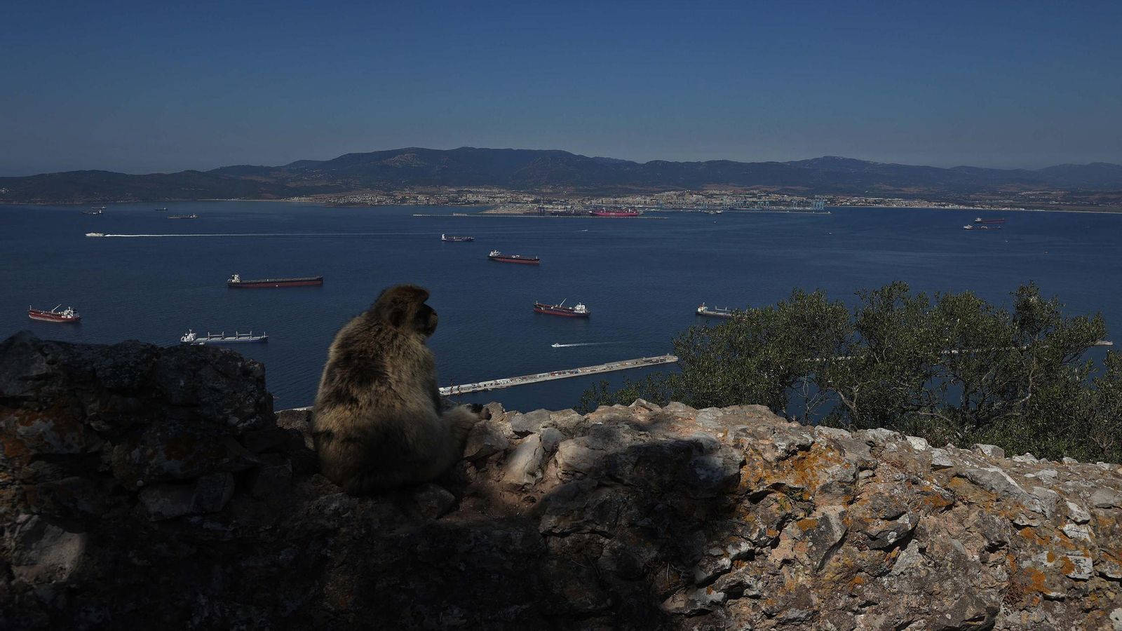 Un macaco de Berbería, en el Peñón de Gibraltar, con la bahía de Algeciras al fondo.