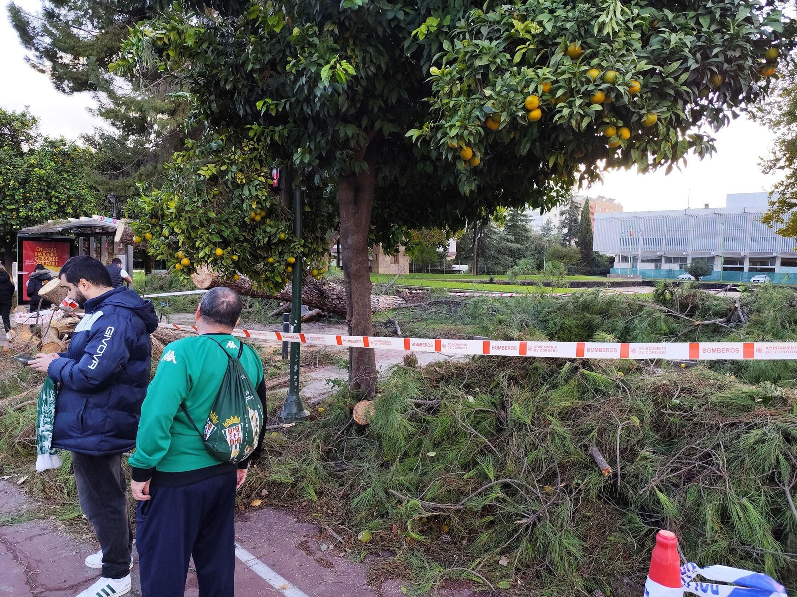 El rastro que deja la borrasca Claudia en Córdoba: anegaciones, árboles caídos y destrozos