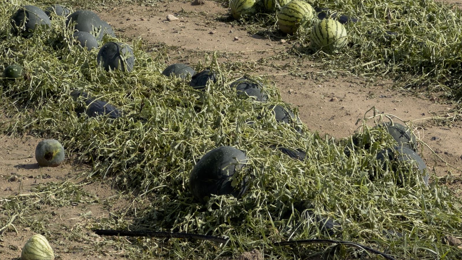 Estado en el que ha quedado parte de la cosecha de sandías.