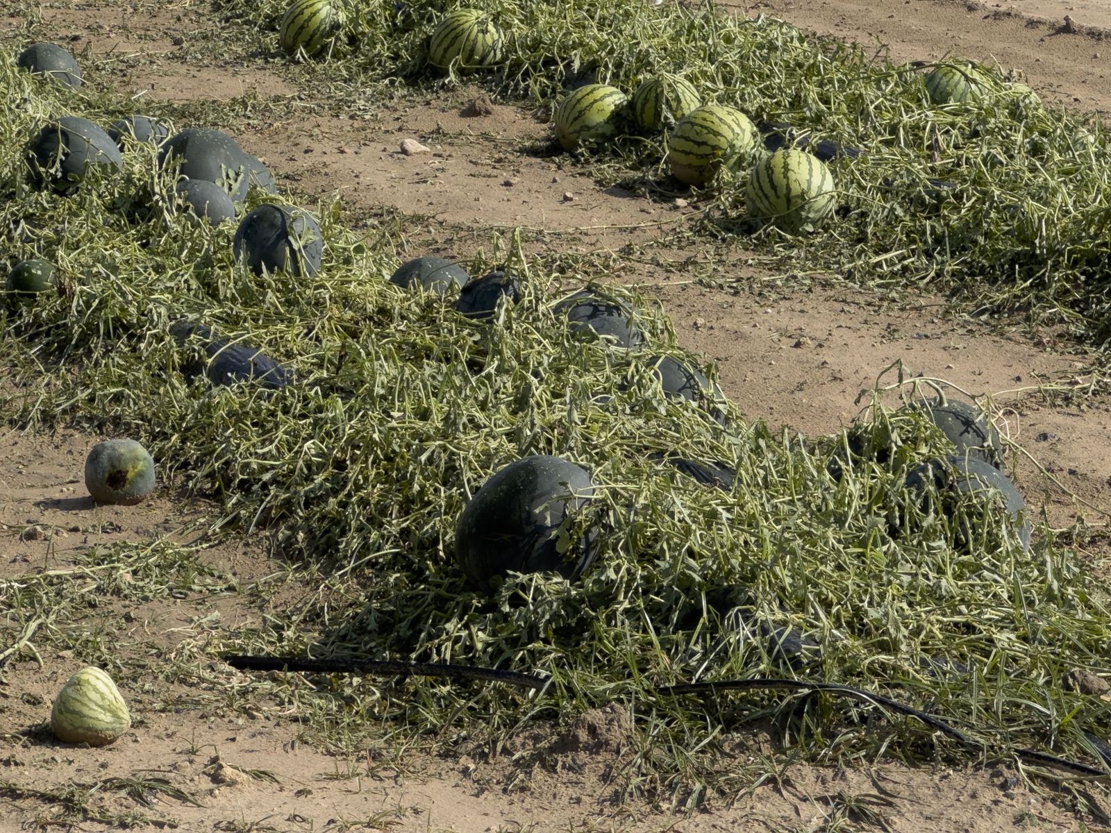 Estado en el que ha quedado parte de la cosecha de sandías.