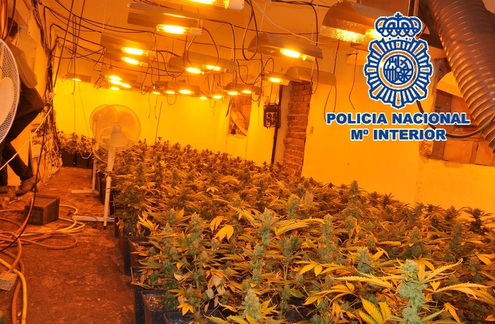 La plantación desmantelada.