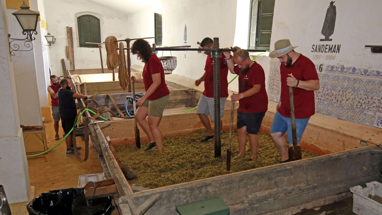 Vendimia y pisa de la uva tradicional en Viña El Corregidor de Bodegas Luis Pérez