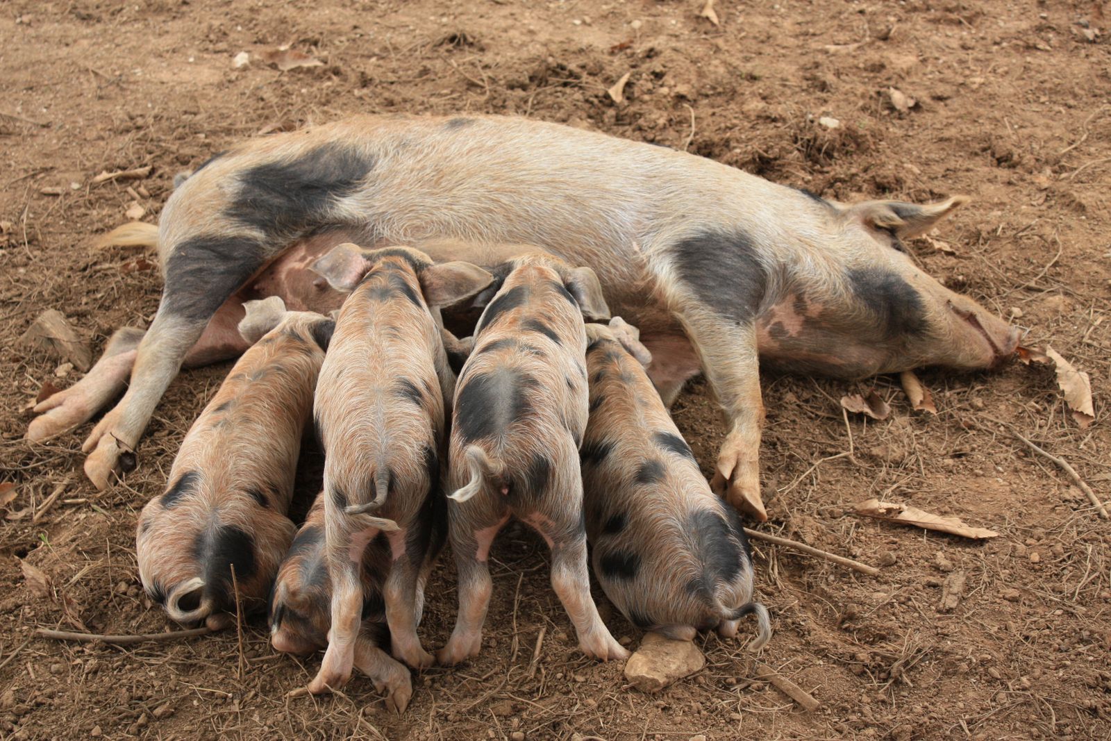 La Diputación hace entrega 77 ejemplares de reproductores porcinos y 26 ovinos a explotaciones ganaderas de Huelva