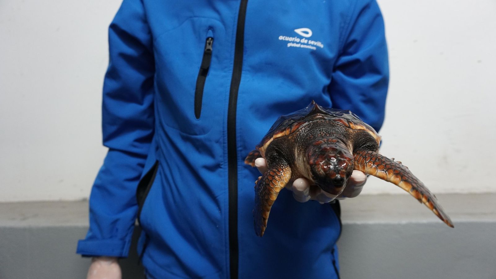 Uno de los cuatro ejemplares de tortugas marinas en el Acuario Sevilla.