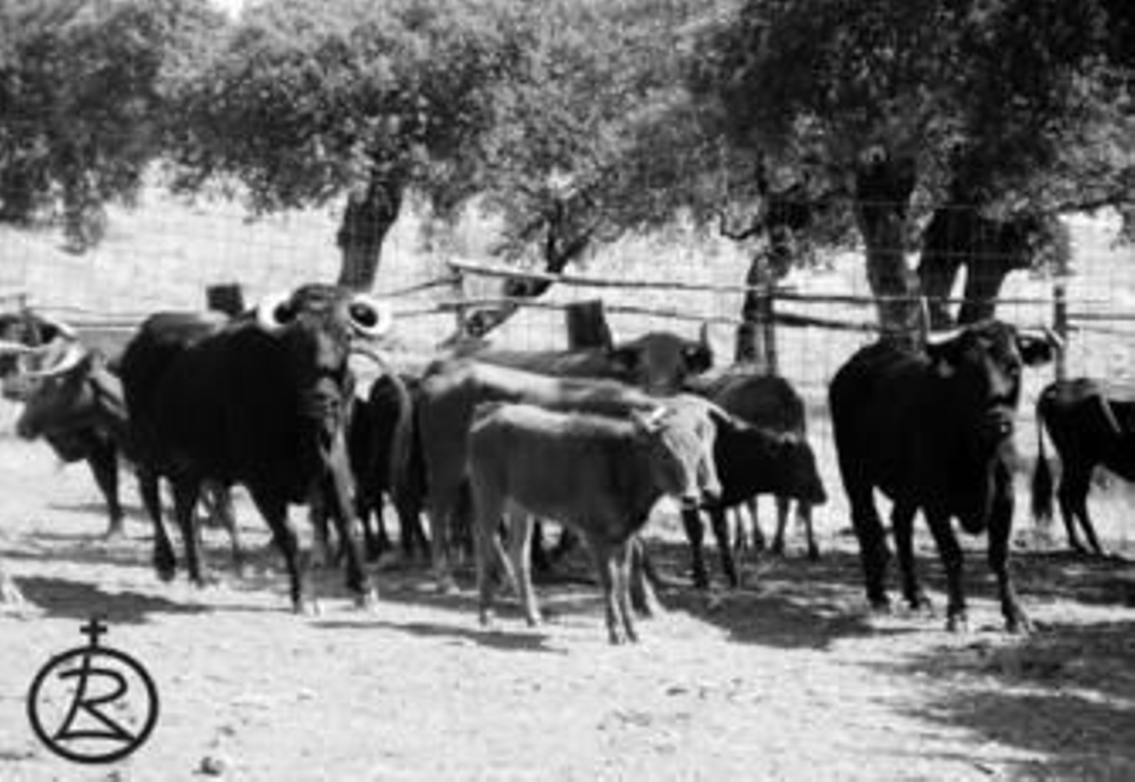 La vaca 'Clavillera', a la derecha, de 14 años, será la primera res brava de Andalucía clonada en Estados Unidos.