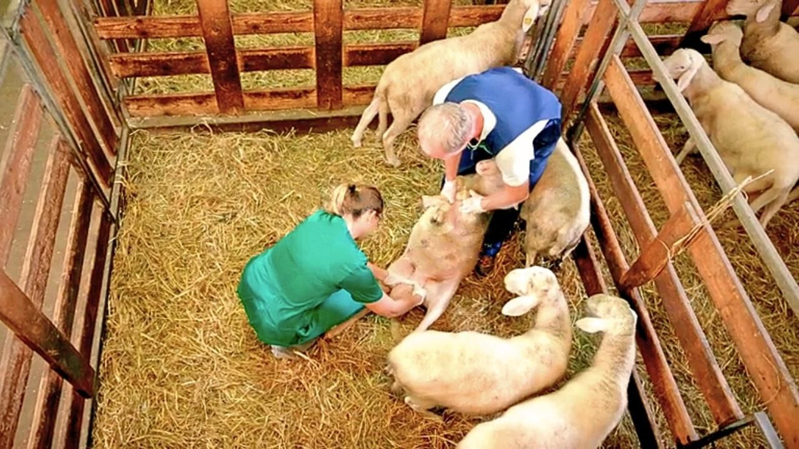 Veterinaria en una visita clínica a explotación ovina.
