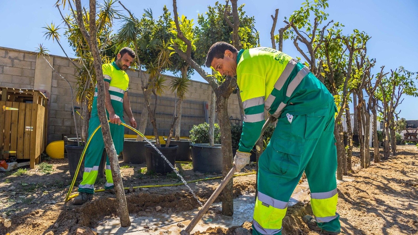 Operarios regando los naranjos tras ser replantados en el vivero municipal de San Fernando.