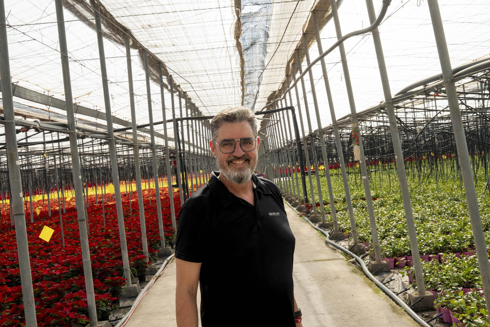 Así son las flores de pascua de SolísPlant, en imágenes