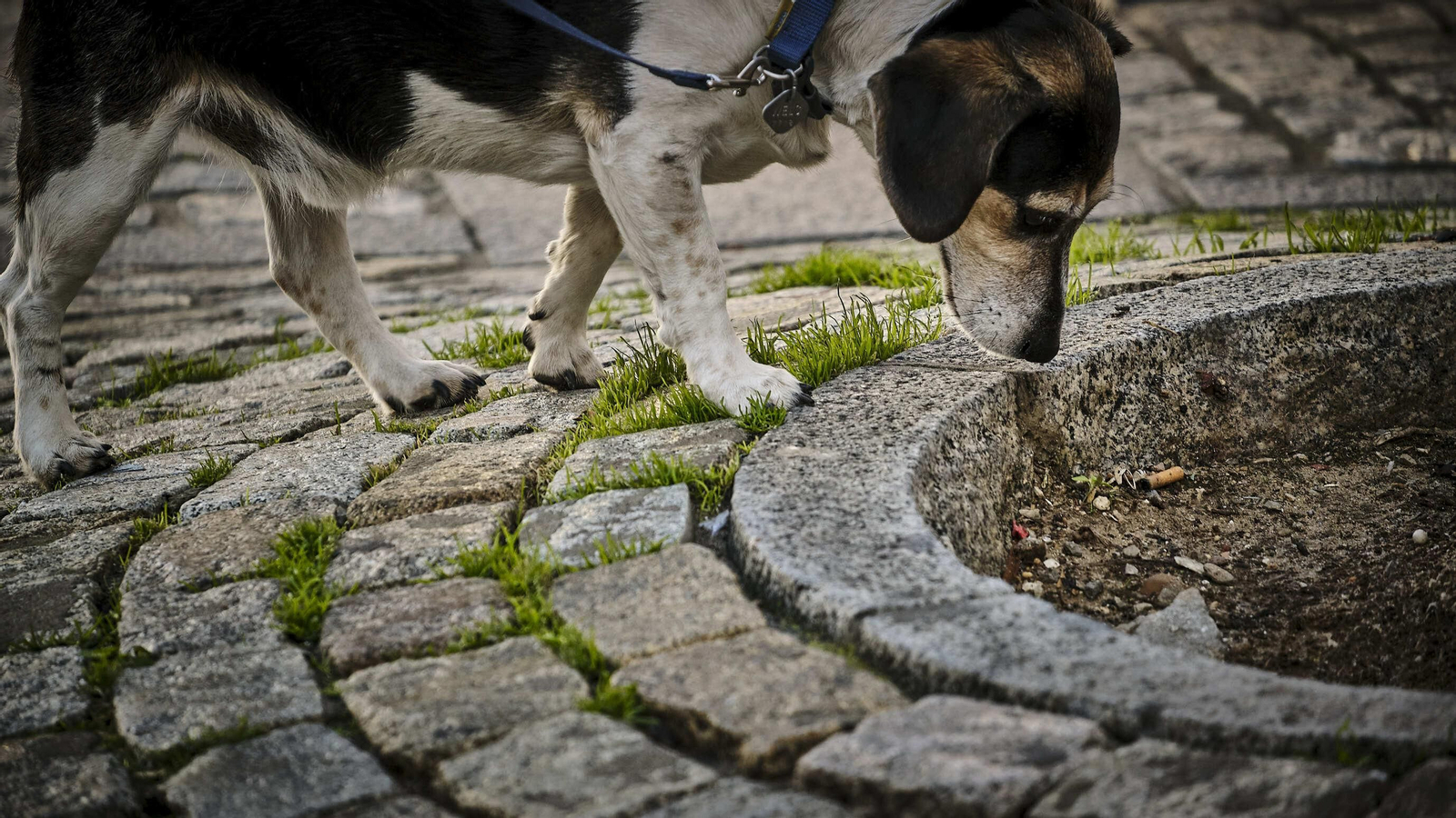 Estado del pavimento en plaza de la Catedral