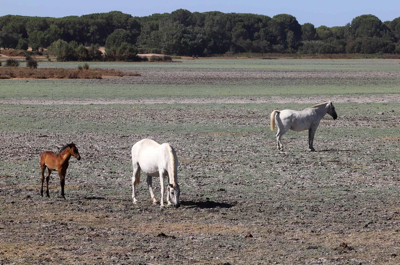 La marisma junto a la ermita de El Rocío seca, en imágenes